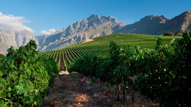 Things to do in Stellenbosch - visit local wine farms
